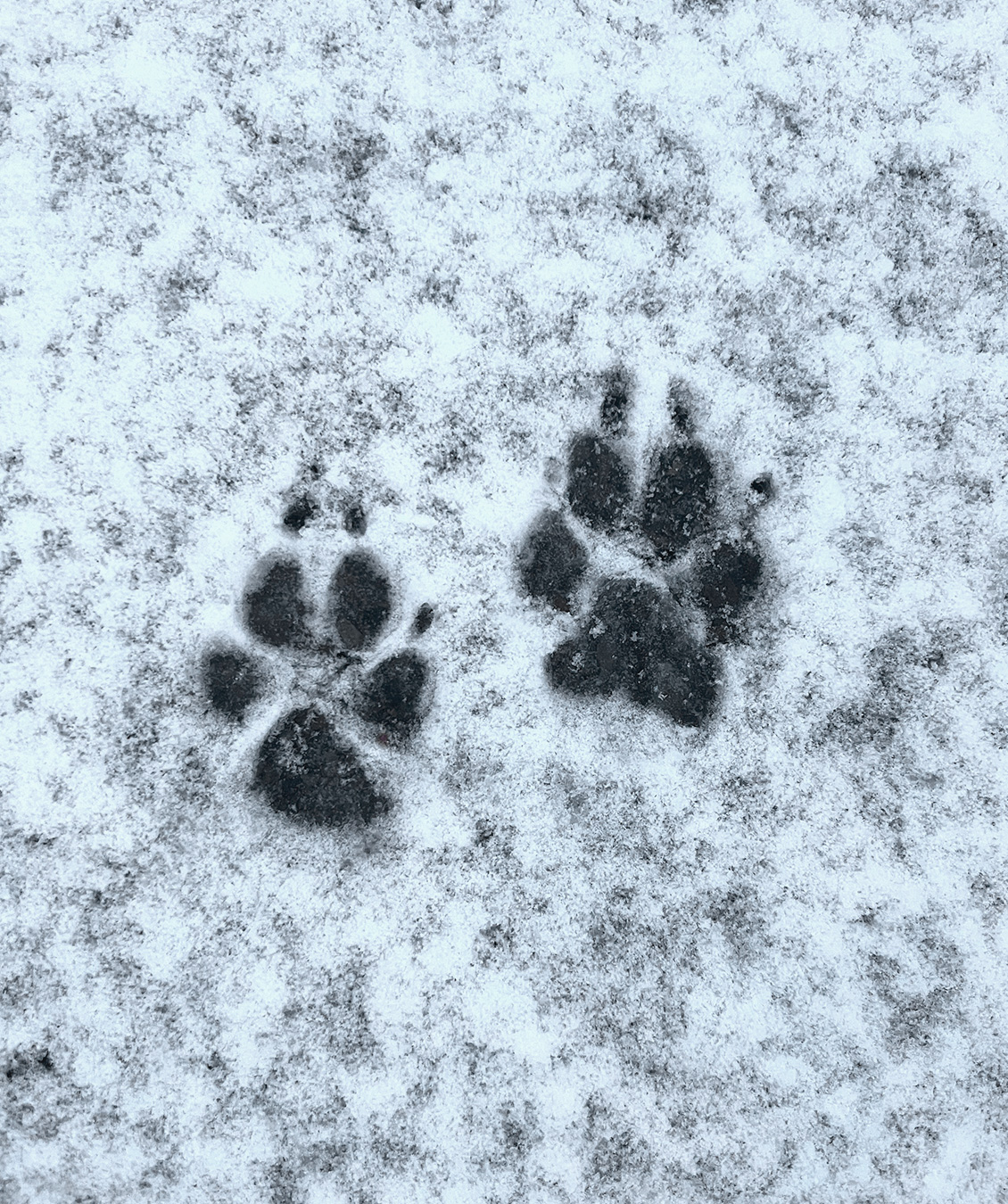 Foto des Pfotenabdrucks im Schnee, Strand oder Sand